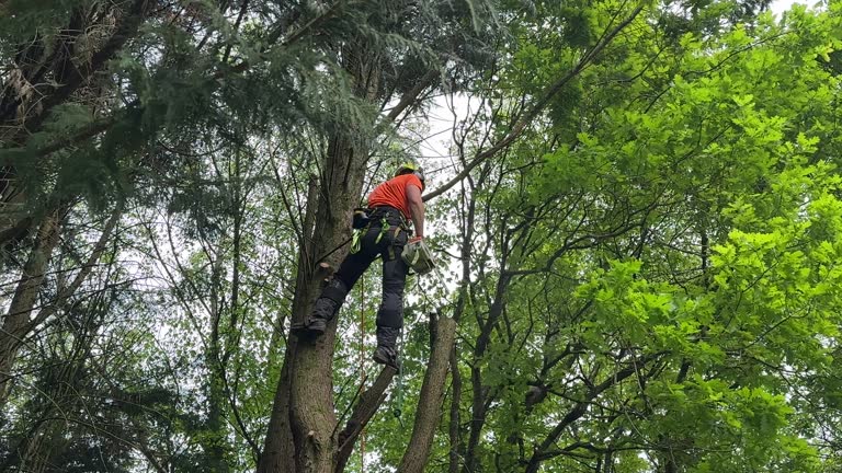 Best Tree Preservation Services  in Spring, TX